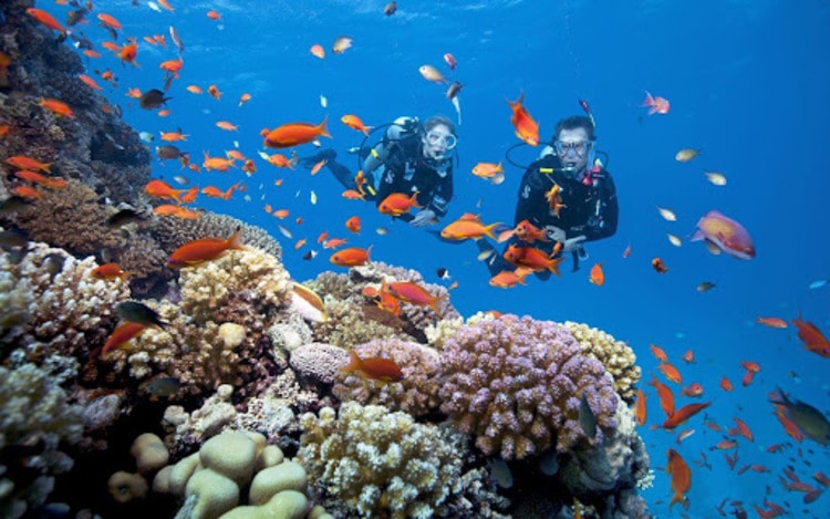 admire colorful coral reefs and white sand gam ghi island in phu quoc