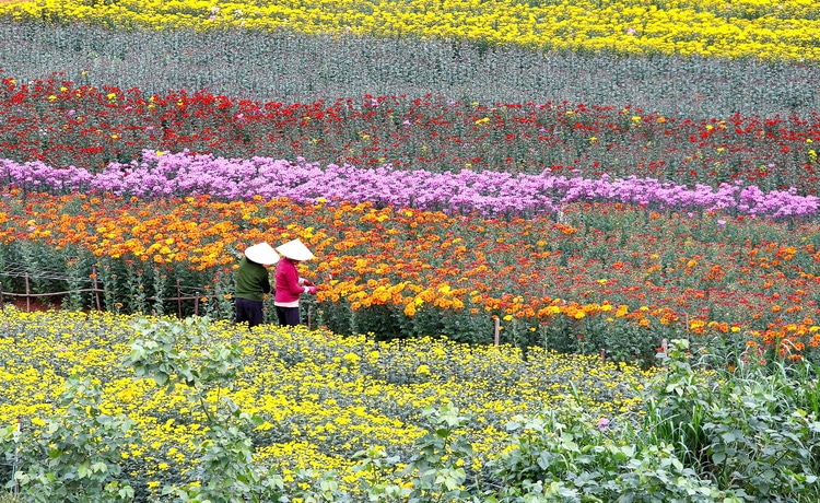 vietnam photos - ba bo flower village