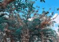 vietnam photos – buu long pagoda photos