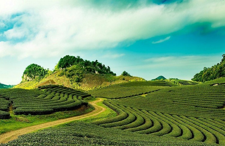 cau dat tea hill