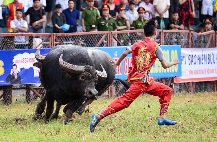 vietnam photos - do son buffalo fighting festival