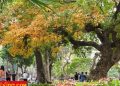 vietnam photos - hanoi in changing season photos