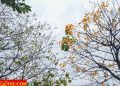 vietnam photos - hanoi in changing season photos