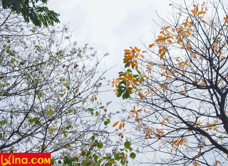 ha noi vietnam photo vietnam photos - hanoi in changing season photos