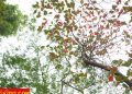 vietnam photos - hanoi in changing season photos