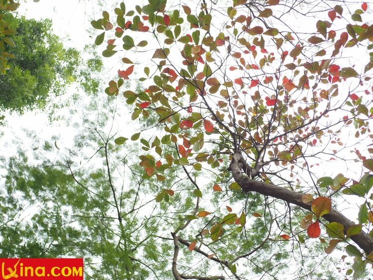 hanoi in changing season photo in vietnam by duong nguyen vietnam photos - hanoi in changing season photos