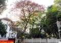 vietnam photos - hanoi in changing season photos