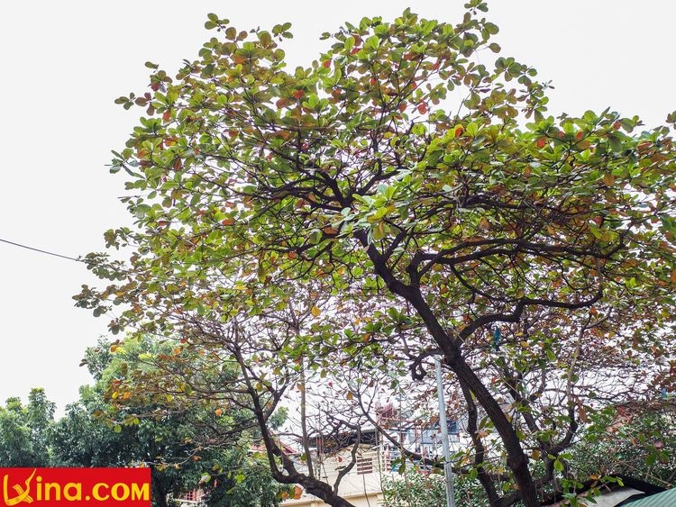 ha noi vietnam photo by duong nguyen vietnam photos - hanoi in changing season photos