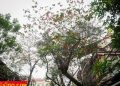 vietnam photos - hanoi in changing season photos