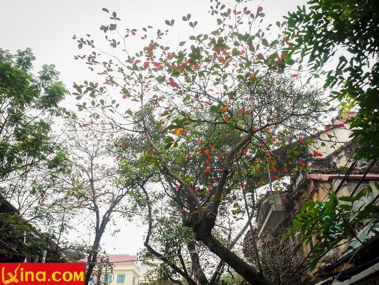 ha noi vietnam photos by duong nguyen vietnam photos - hanoi in changing season photos