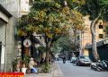 vietnam photos - hanoi in changing season photos