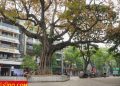 vietnam photos - hanoi in changing season photos