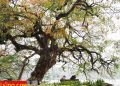 vietnam photos - hanoi in changing season photos