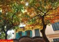 vietnam photos - hanoi in changing season photos