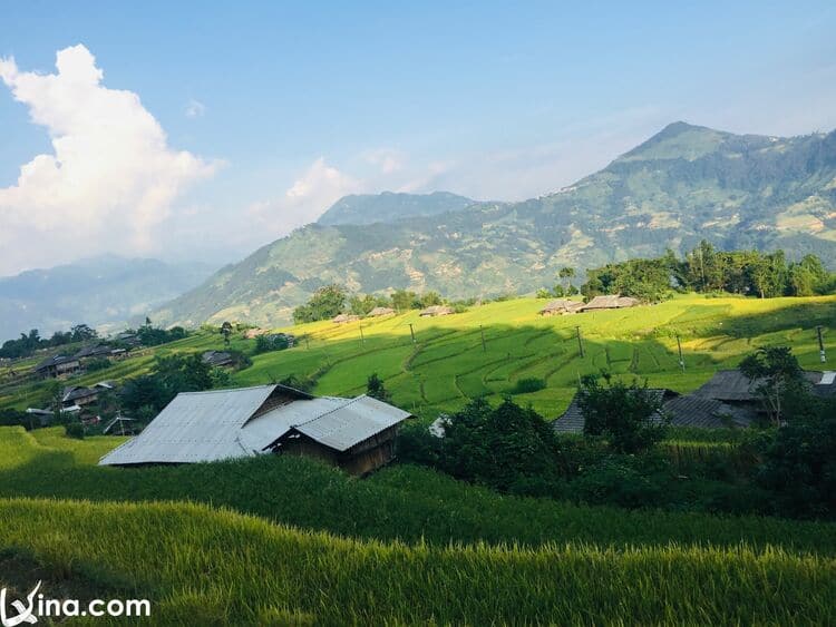 vietnam photos - hoang su phi terraced fields in harvest season 1