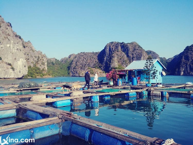 lan ha bay in hai phong photo vietnam photos - lan ha bay photos