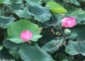 vietnam photos - photos of natural landscapes in ninh binh