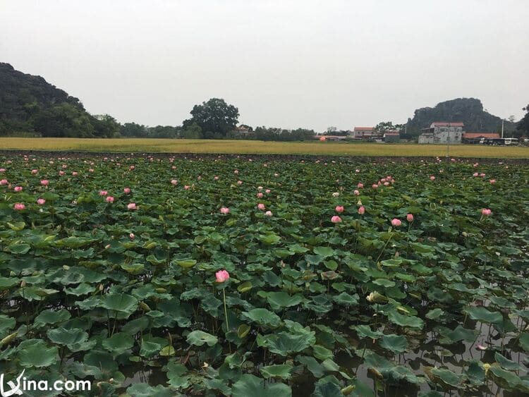 ninh binh vietnam photos - photos of natural landscapes in ninh binh