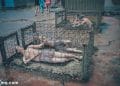 vietnam photos - phu quoc prison photos