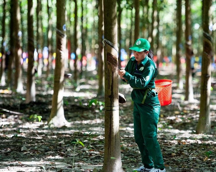 Rubber Group Plans To Build Three Processing Plants In Northern Region