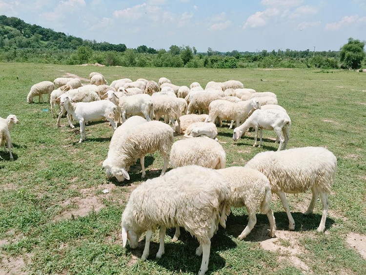 suoi nghe sheep pasture in vietnam suoi nghe sheep pasture