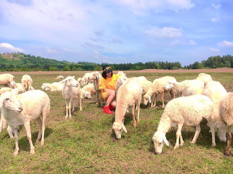 suoi nghe sheep pasture in vietnam suoi nghe sheep pasture