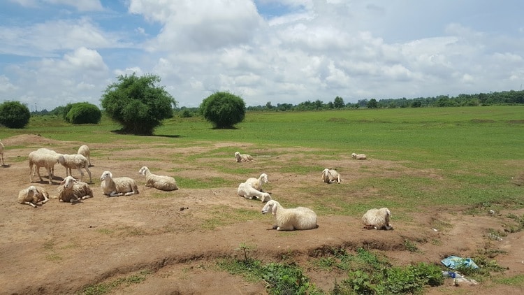 suoi nghe sheep pasture in vung tau suoi nghe sheep pasture