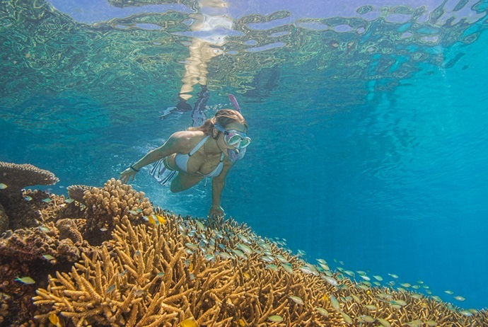 what are attractions in hon mun island - take a dive to see the coral