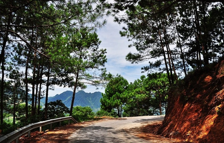 vietnam photos - yen minh pine forest